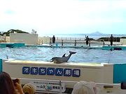主役が“水を得たイルカ”過ぎて拍手喝采。背景の伊江島（タッチュー）まで絶景のおまけ付き。