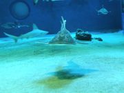 前向きなエイ（トンガリサカタザメ）に正面から来られた。なかなかの迫力。しばし見つめ合う。