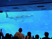 水槽の主、今日も優雅に“ドヤ泳ぎ” （笑）