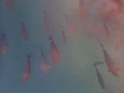 少し深い所には熱帯性の魚がいます