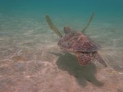 透明で綺麗な海