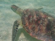 こんなに近くにウミガメが！