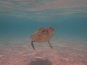 ウミガメが来てくれました♪