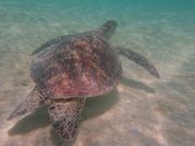 ウミガメさん休憩中笑