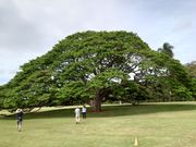 この木なんのき〜