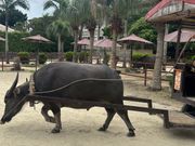 水牛が引っ張ってくれる