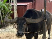 ご飯を食べるまさかいくん