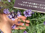 ラベンダーのかおりは格別