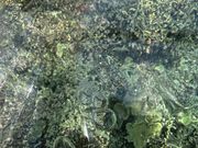 底が透明なので綺麗な珊瑚や魚を見ることができます