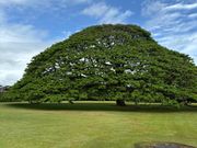 主人のリクエスト叶えられて良かった！頭の中で日立のCM曲が流れっぱなし！