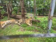 タイガーガーデン