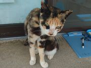 港の近くにはﾈｺﾁｬﾝもいます。