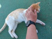 触らせてくれる子もいるので、ﾈｺﾁｬﾝを愛でて過ごすもよし。