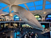 アメリカ自然史博物館