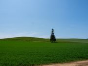 クリスマスツリーの木