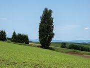 ケンメリの木。スカイラインと会えました♪