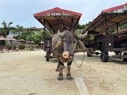 竹富島のクイナ君