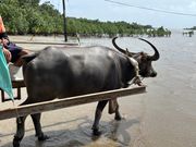牛さんに引かれて由布島へ。