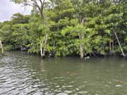マングローブを至近から。