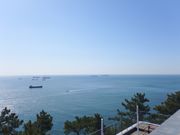 対馬が見えました