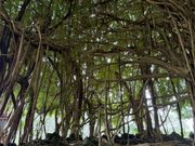 虹の滝横のバニヤンツリー