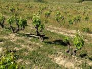 テンプラニーニョ栽培