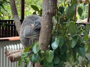 コアラガーデン