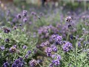 まだまだ可愛いつぼみでしたが、香りとてもよかった。