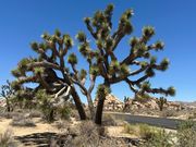 ジョシュアツリーです