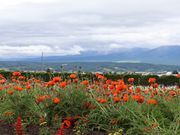 富田ファーム（あいにく曇り空(-_-;)）