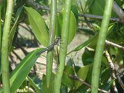 変わったトンボ