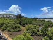 マングローブ散策