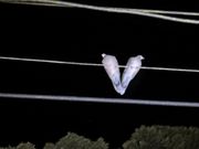 ハートの鳩　キジバト