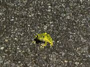 イシカワガエル