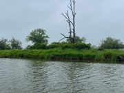 木の上にいるのは？