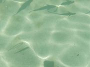 水上から魚が撮れる透明度