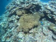 米原海岸の珊瑚