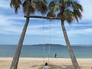 ヤシの木ブランコ