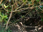 トトロの森入り口