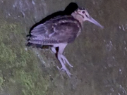 なんとかシギ！