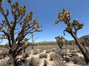 砂漠に佇むパワフル！なツリー