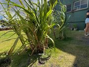 さとうきびガーデン