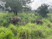 サファリで象の親子も見れました