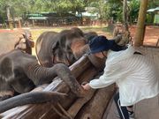 象の孤児院で　お鼻がクネクネとてもらかわいい