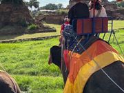 アユタヤのゾウ乗り