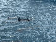 イルカの背びれ