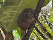 ターシャパーク内でのターシャ