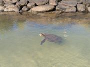 ウミガメがいました。