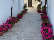 お花が景色に彩りを添える