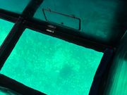 想像より大きかったカメ